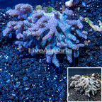 Sinularia Leather Coral Vietnam (click for more detail)