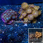 Two Pack Zoanthus and Button Polyp Coral Indonesia (click for more detail)