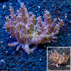 Tree Coral Indonesia (click for more detail)
