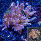 Tree Coral Indonesia (click for more detail)