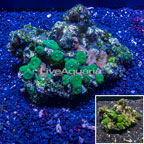 Rhodactis Mushroom Rock Tonga (click for more detail)