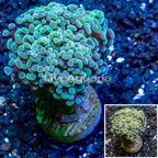 LiveAquaria® Cultured Hammer Coral (click for more detail)