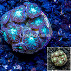 LiveAquaria® Cultured Blastomussa Coral (click for more detail)