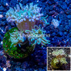 LiveAquaria® Cultured Ultra Duncan Coral (click for more detail)