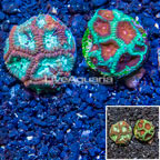 LiveAquaria® Two Pack Cultured Favia Coral (click for more detail)