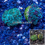 LiveAquaria® Two Pack Cultured Galaxea Coral (click for more detail)