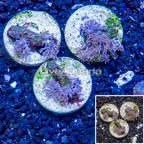LiveAquaria® Three Pack Cultured Xenia Coral (click for more detail)