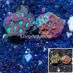 LiveAquaria® Two Pack Cultured War and Favia Coral (click for more detail)