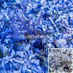 Purple Sea Whip, Two Pack  (click for more detail)