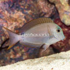 Lavender Tang  (click for more detail)