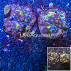  Two Pack Zoanthus Coral Indonesia (click for more detail)