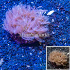 Waving Hand Coral Indonesia (click for more detail)