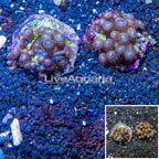 Two Pack Zoanthus Coral Indonesia (click for more detail)