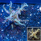 Sinularia Leather Coral Vietnam (click for more detail)
