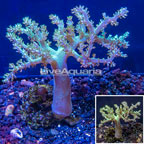 Pineapple Tree Coral Indonesia (click for more detail)