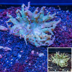 Sinularia Leather Coral Vietnam (click for more detail)