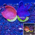 LiveAquaria® Two Pack Cultured Photosynthetic Plating Red and Blue Sponges (click for more detail)