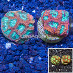 LiveAquaria® Two Pack Cultured Favia Coral (click for more detail)