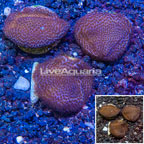 LiveAquaria® Three Pack Cultured Montipora Coral (click for more detail)