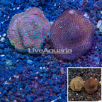 LiveAquaria® Two Pack Cultured Montipora Coral (click for more detail)