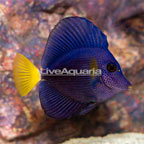 Purple Tang (click for more detail)