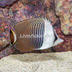 Whiteface Butterflyfish (click for more detail)