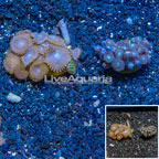 LiveAquaria® Two Pack Cultured Protopalythoa and Zoanthus Coral (click for more detail)