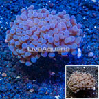 LiveAquaria® Cultured Hammer Coral (click for more detail)