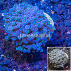 LiveAquaria® Cultured Hammer Coral (click for more detail)
