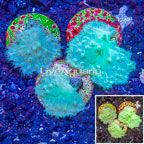 LiveAquaria® Cultured Three Pack Cabbage Leather Coral  (click for more detail)