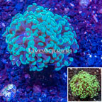LiveAquaria® Cultured Hammer Coral (click for more detail)