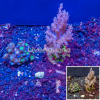 LiveAquaria® Two Pack Cultured Zoanthus and Pineapple Tree Coral (click for more detail)