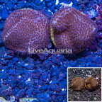 LiveAquaria® Cultured Two Pack Montipora Coral (click for more detail)