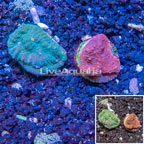 LiveAquaria® Two Pack Cultured Ultra Chalice Coral (click for more detail)