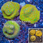 LiveAquaria® Three Pack Leptoseris Coral (click for more detail)