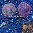 LiveAquaria® Two Pack Cultured Montipora Coral (click for more detail)