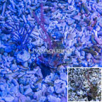 Two Pack Cultured Purple Sea Whip and Purple Gorgonia Coral (click for more detail)