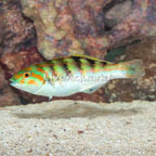 Hardwicke Wrasse  (click for more detail)