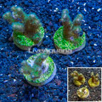 LiveAquaria® Three Pack Cultured Pocillopora Coral (click for more detail)