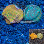 LiveAquaria® Two Pack Cultured Leptoseris Coral (click for more detail)
