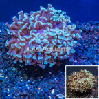 LiveAquaria® Cultured Hammer Coral (click for more detail)