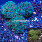 LiveAquaria® Three Pack Cultured Blue Sympodium Coral (click for more detail)