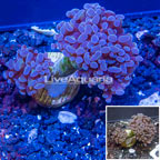 LiveAquaria® Cultured Hammer Coral (click for more detail)