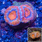 LiveAquaria® Cultured Acan Lord Coral (click for more detail)