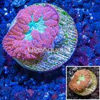 LiveAquaria® Cultured Blastomussa Coral (click for more detail)