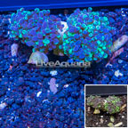 LiveAquaria® Cultured Hammer Coral (click for more detail)