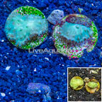 LiveAquaria® Two Pack Cultured Green Cabbage Leather Coral (click for more detail)