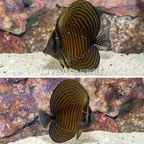 Sailfin Tang, Desjardini [Blemish] (click for more detail)