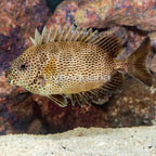 Brown Spotted Spinefoot Rabbitfish (click for more detail)