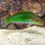Green Wrasse (click for more detail)